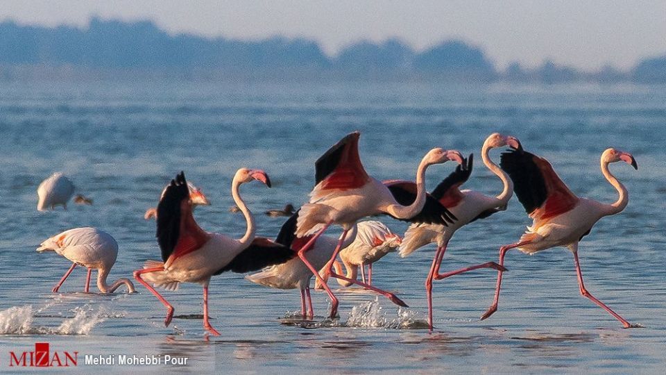  پرندگان مهاجر