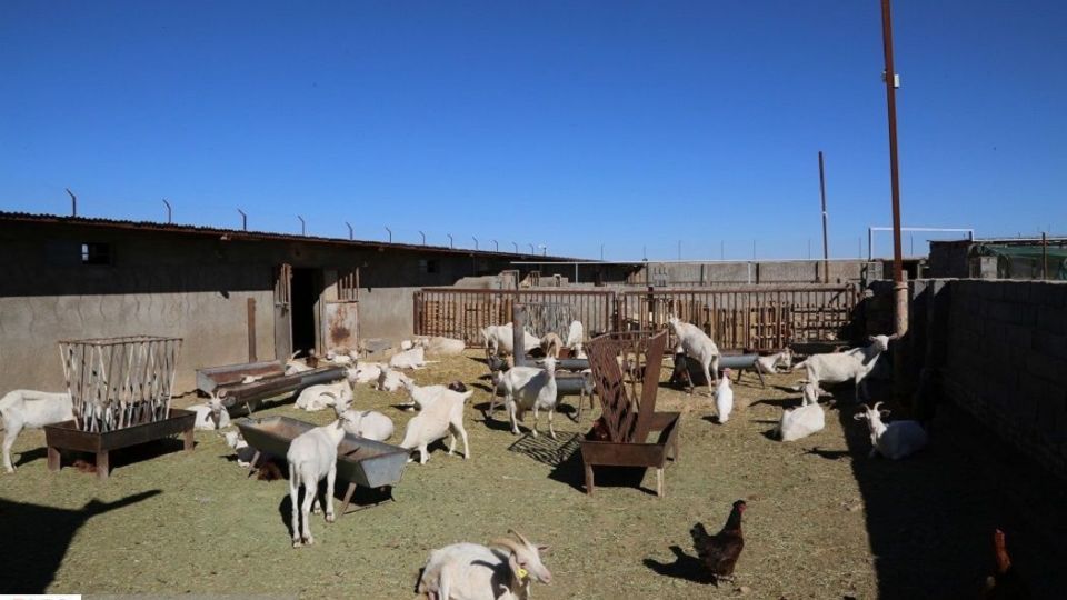 پرورش بز سانن فرانسوی در ایران