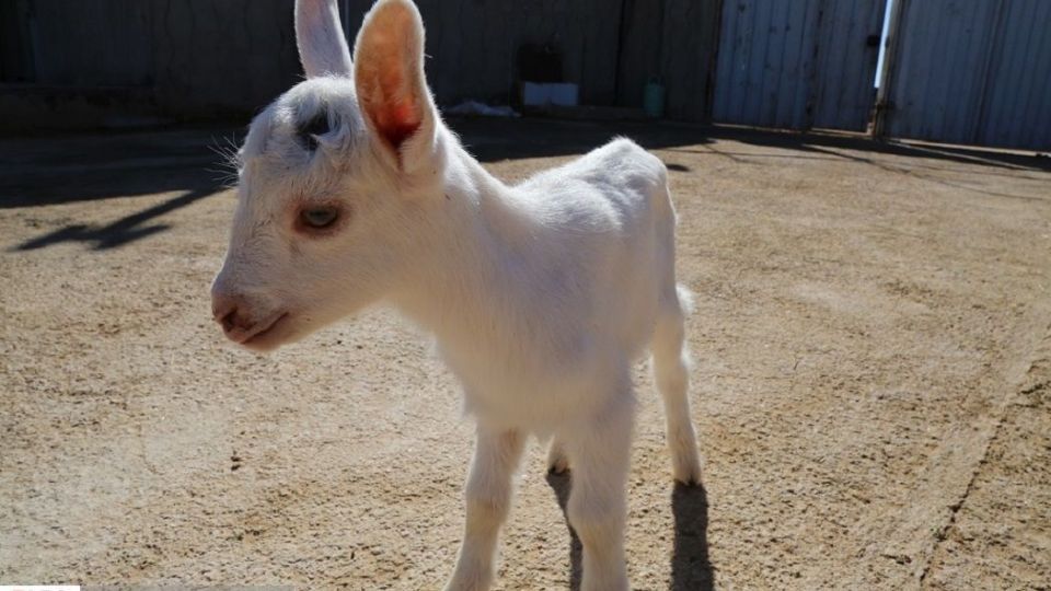 پرورش بز سانن فرانسوی در ایران