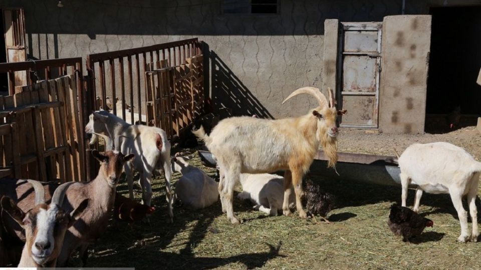 پرورش بز سانن فرانسوی در ایران