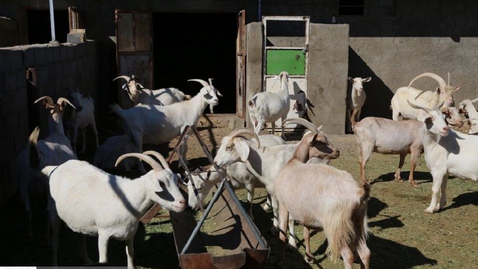 پرورش بز سانن فرانسوی در ایران