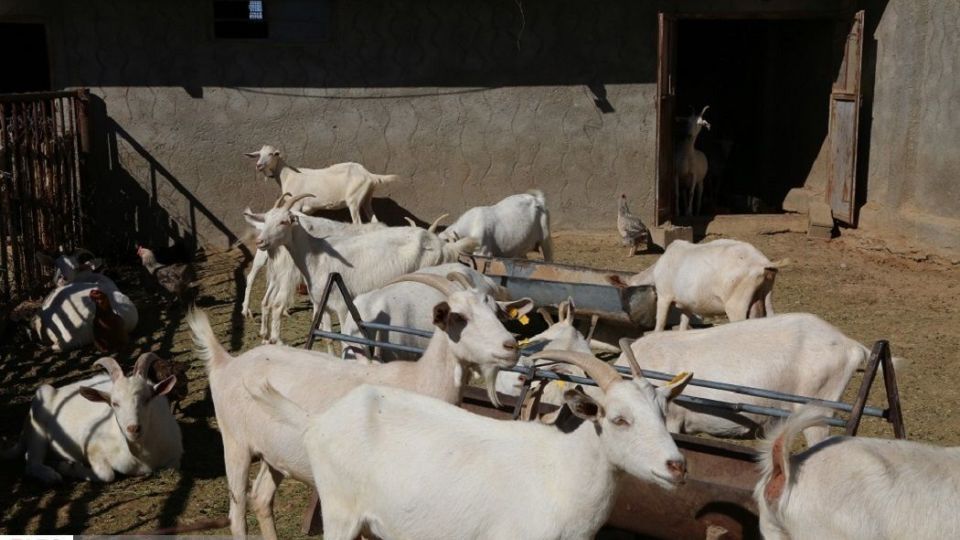 پرورش بز سانن فرانسوی در ایران