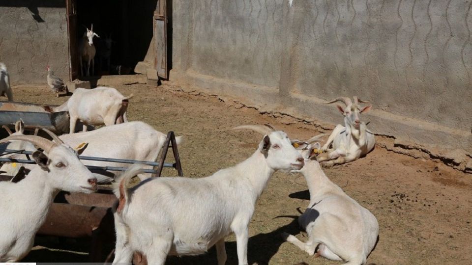 پرورش بز سانن فرانسوی در ایران