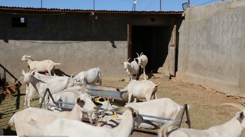 پرورش بز سانن فرانسوی در ایران