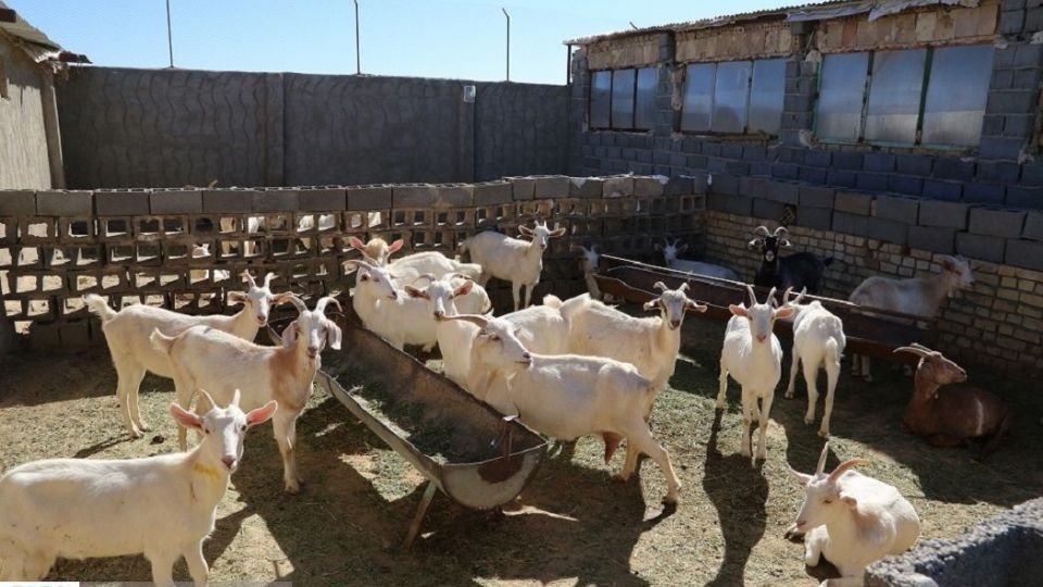 پرورش بز سانن فرانسوی در ایران