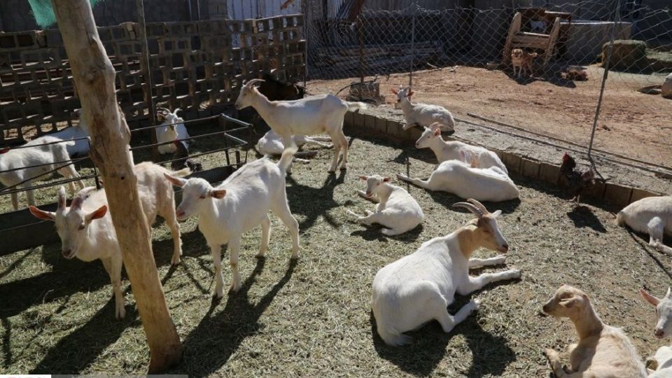 پرورش بز سانن فرانسوی در ایران