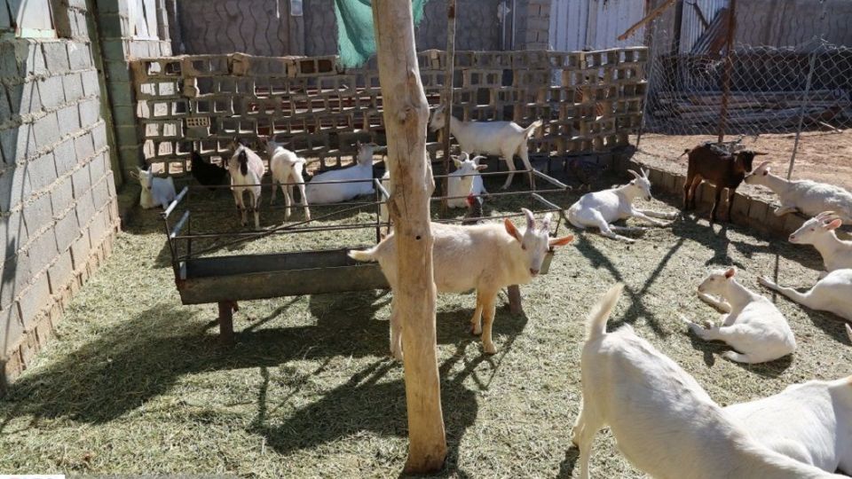 پرورش بز سانن فرانسوی در ایران