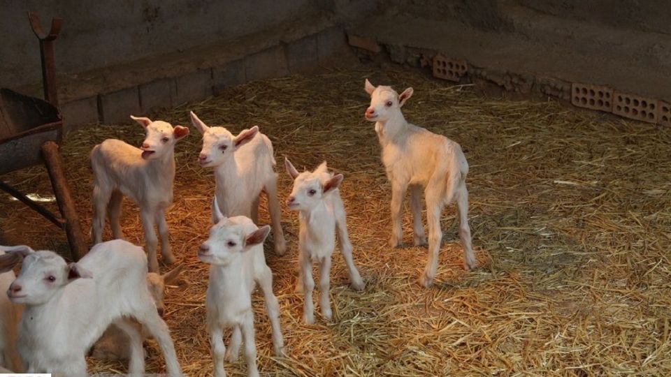 پرورش بز سانن فرانسوی در ایران