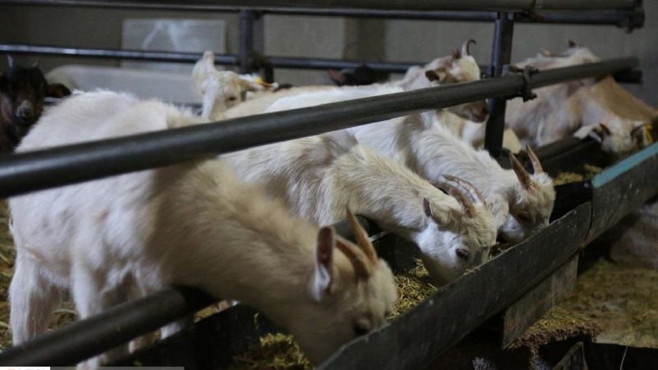 پرورش بز سانن فرانسوی در ایران