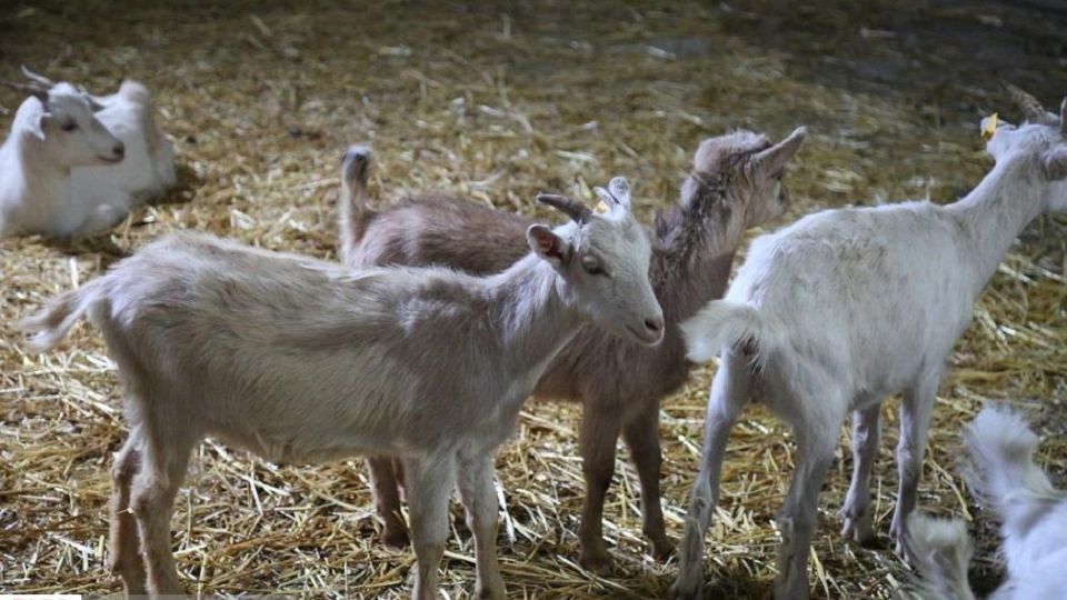 پرورش بز سانن فرانسوی در ایران