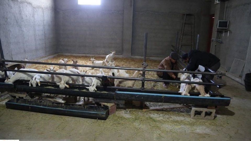 پرورش بز سانن فرانسوی در ایران