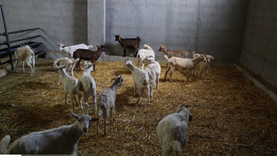 پرورش بز سانن فرانسوی در ایران