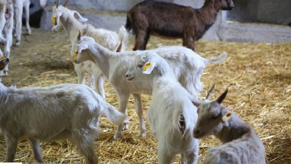 پرورش بز سانن فرانسوی در ایران