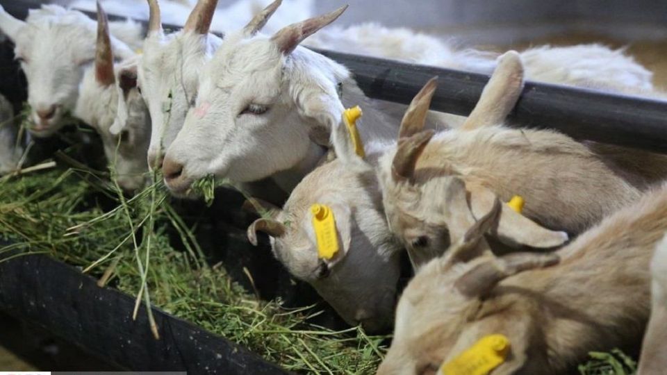 پرورش بز سانن فرانسوی در ایران