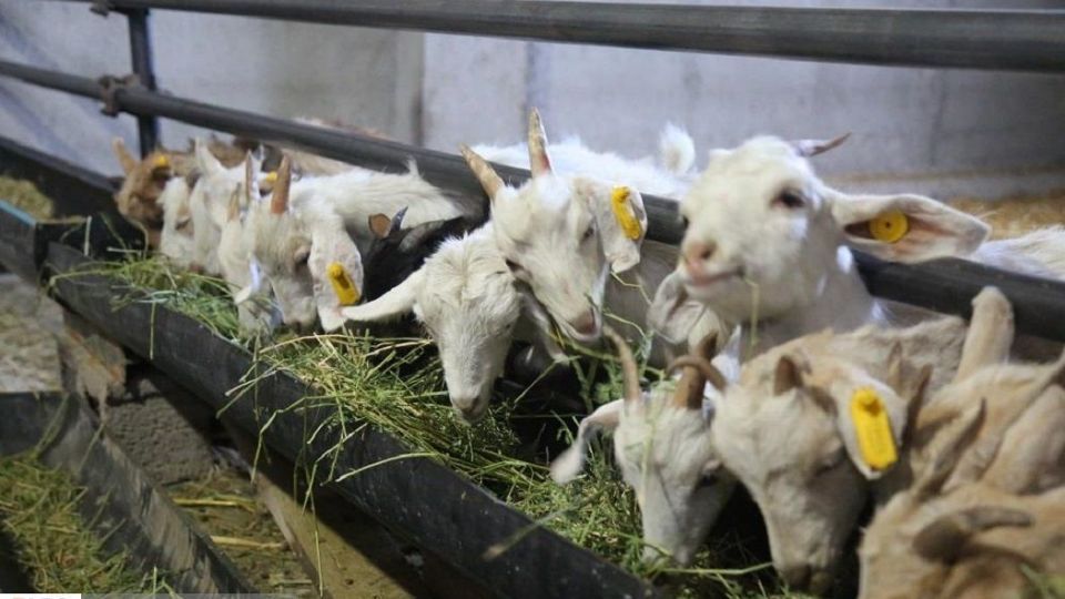 پرورش بز سانن فرانسوی در ایران