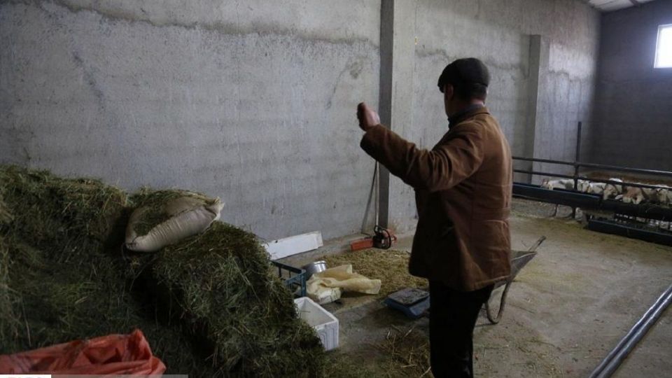 پرورش بز سانن فرانسوی در ایران