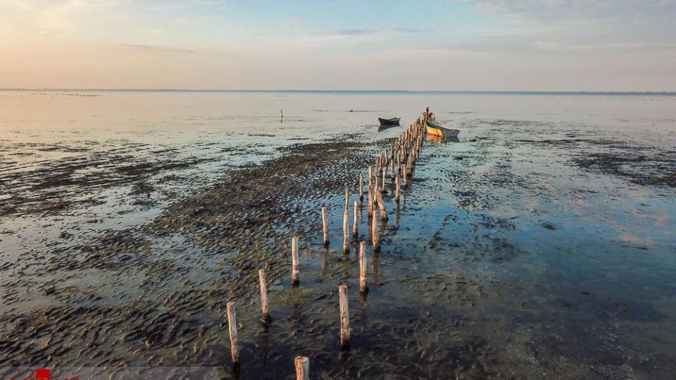 مرگ مشکوک پرندگان در تالاب میانکاله مرگ مشکوک پرندگان در تالاب میانکاله