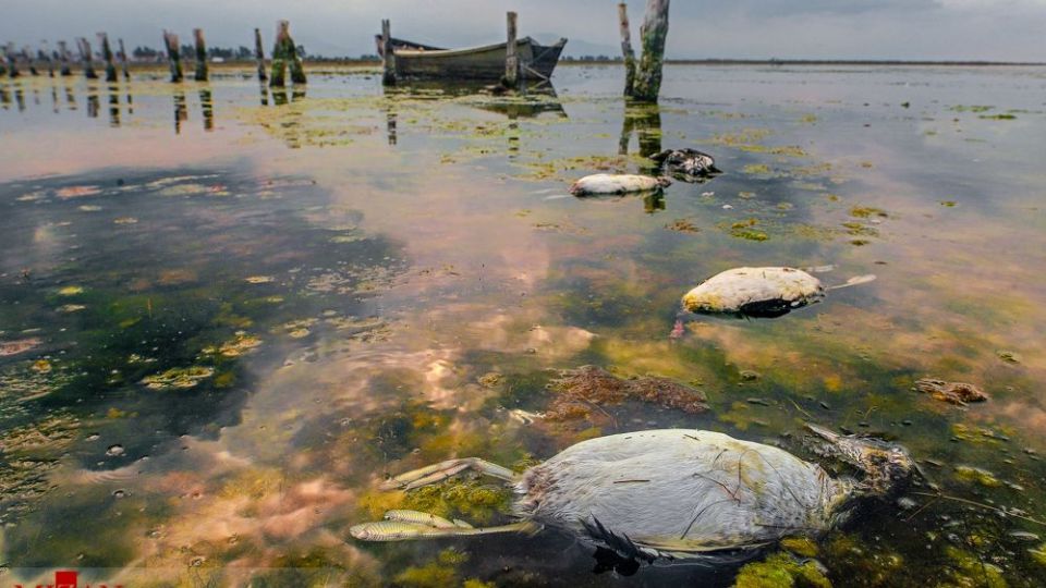 مرگ مشکوک پرندگان در تالاب میانکاله مرگ مشکوک پرندگان در تالاب میانکاله