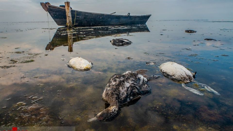 مرگ مشکوک پرندگان در تالاب میانکاله مرگ مشکوک پرندگان در تالاب میانکاله
