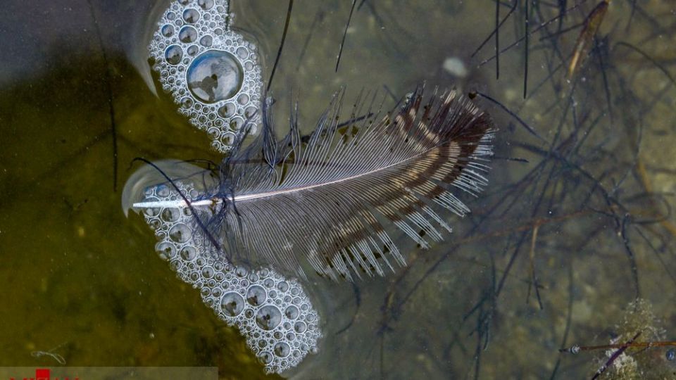 مرگ مشکوک پرندگان در تالاب میانکاله مرگ مشکوک پرندگان در تالاب میانکاله