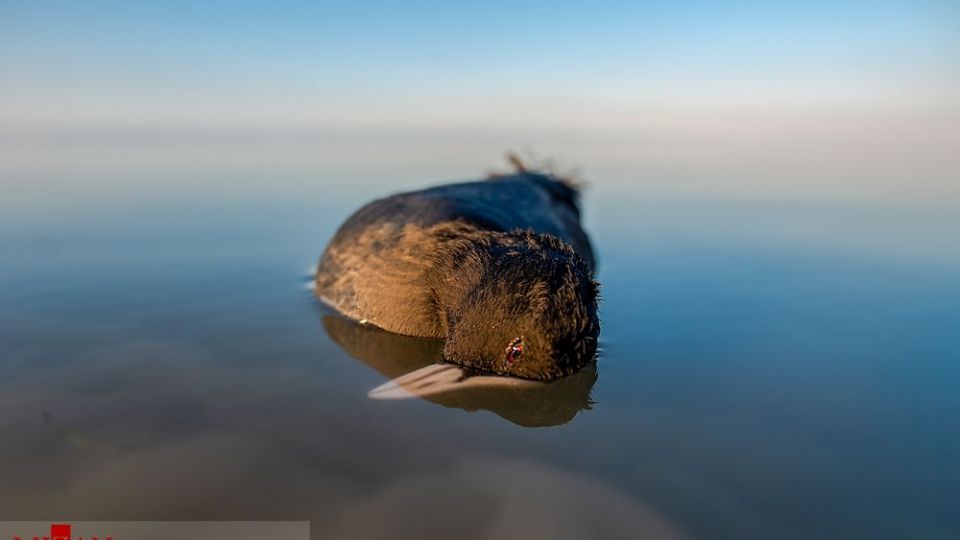 مرگ مشکوک پرندگان در تالاب میانکاله مرگ مشکوک پرندگان در تالاب میانکاله