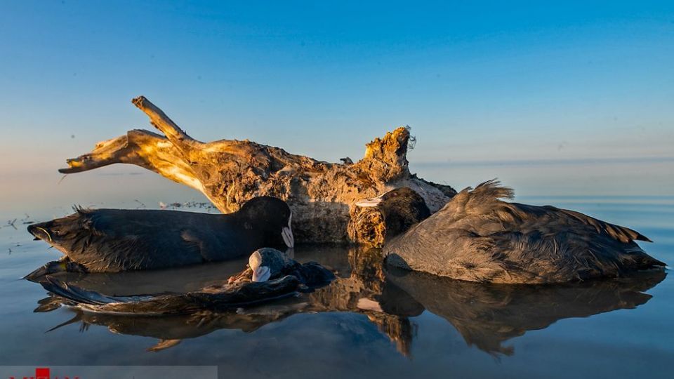 مرگ مشکوک پرندگان در تالاب میانکاله مرگ مشکوک پرندگان در تالاب میانکاله