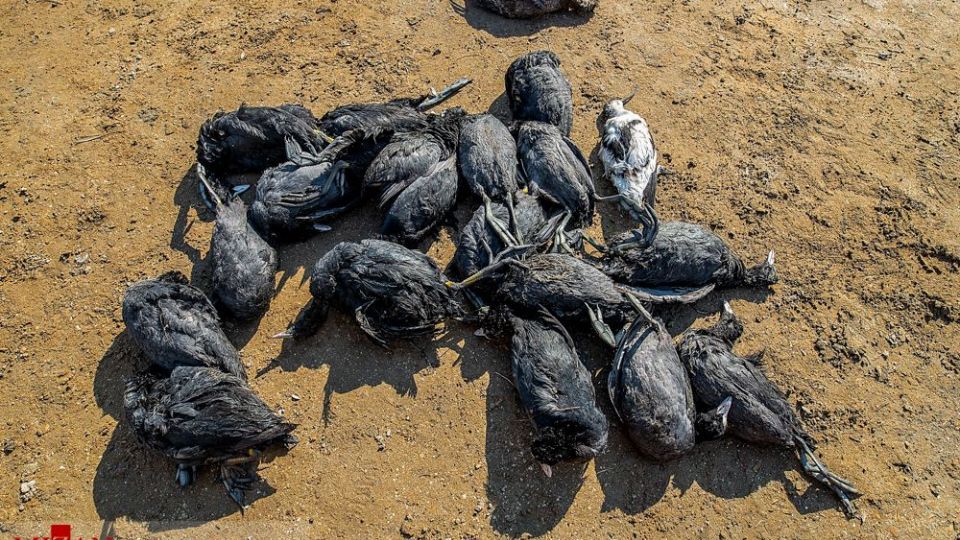 مرگ مشکوک پرندگان در تالاب میانکاله مرگ مشکوک پرندگان در تالاب میانکاله