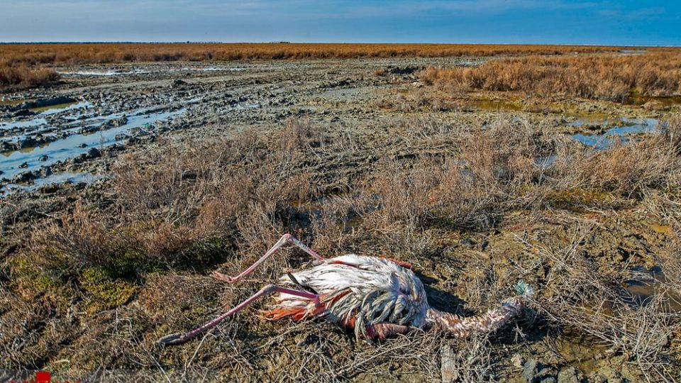 مرگ مشکوک پرندگان در تالاب میانکاله مرگ مشکوک پرندگان در تالاب میانکاله