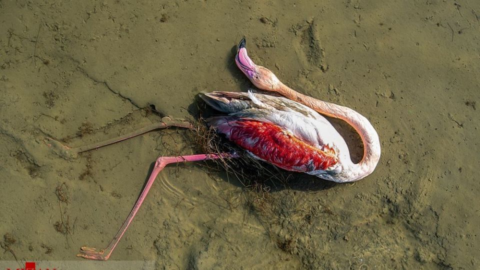 مرگ مشکوک پرندگان در تالاب میانکاله مرگ مشکوک پرندگان در تالاب میانکاله