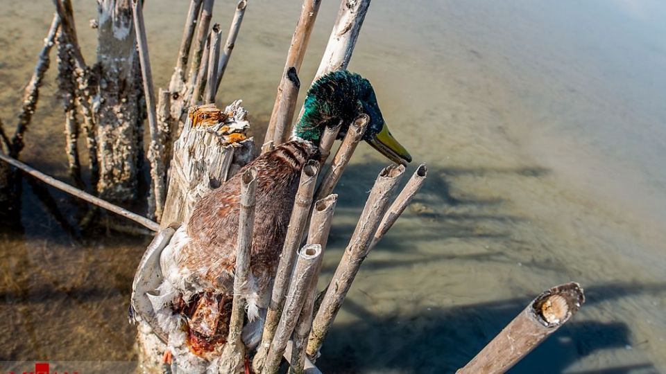 مرگ مشکوک پرندگان در تالاب میانکاله مرگ مشکوک پرندگان در تالاب میانکاله