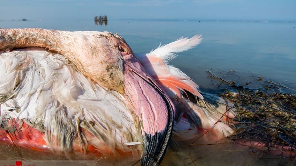 مرگ مشکوک پرندگان در تالاب میانکاله