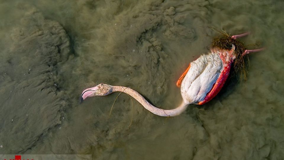 مرگ مشکوک پرندگان در تالاب میانکاله مرگ مشکوک پرندگان در تالاب میانکاله