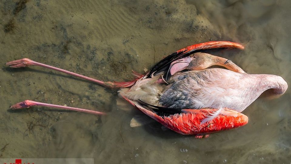 مرگ مشکوک پرندگان در تالاب میانکاله مرگ مشکوک پرندگان در تالاب میانکاله