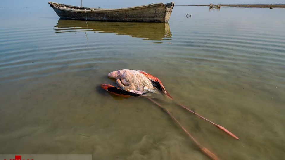 مرگ مشکوک پرندگان در تالاب میانکاله مرگ مشکوک پرندگان در تالاب میانکاله