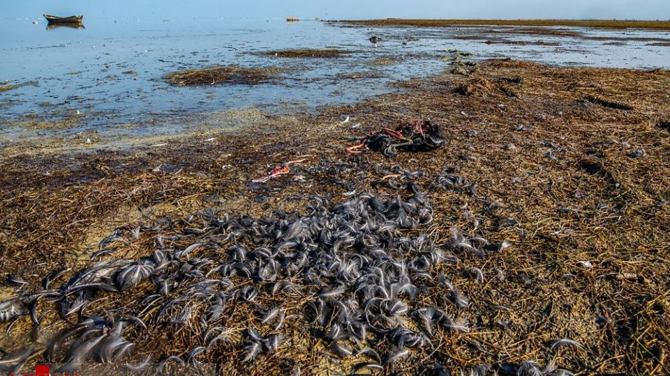 مرگ مشکوک پرندگان در تالاب میانکاله مرگ مشکوک پرندگان در تالاب میانکاله