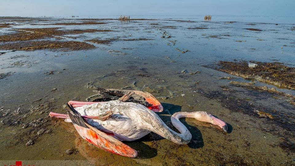 مرگ مشکوک پرندگان در تالاب میانکاله مرگ مشکوک پرندگان در تالاب میانکاله