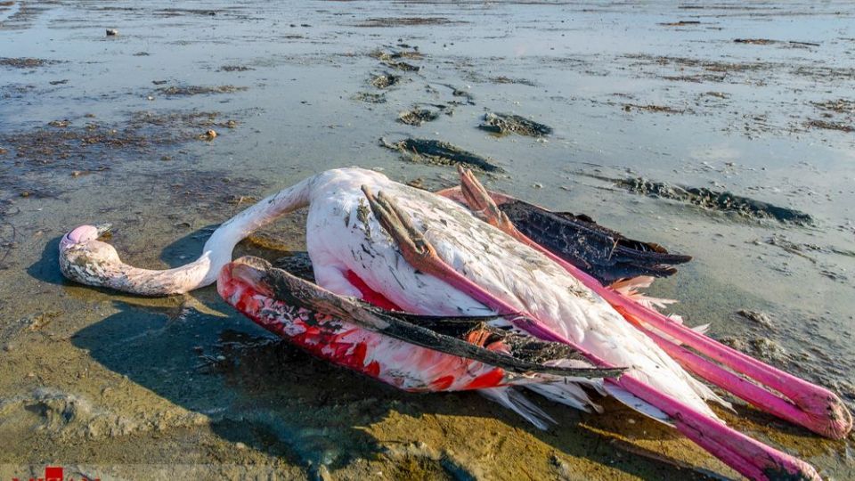 مرگ مشکوک پرندگان در تالاب میانکاله مرگ مشکوک پرندگان در تالاب میانکاله