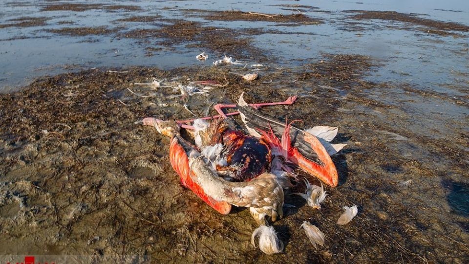 مرگ مشکوک پرندگان در تالاب میانکاله مرگ مشکوک پرندگان در تالاب میانکاله