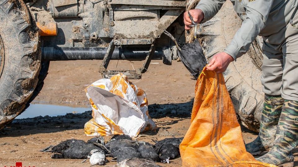 مرگ مشکوک پرندگان در تالاب میانکاله مرگ مشکوک پرندگان در تالاب میانکاله