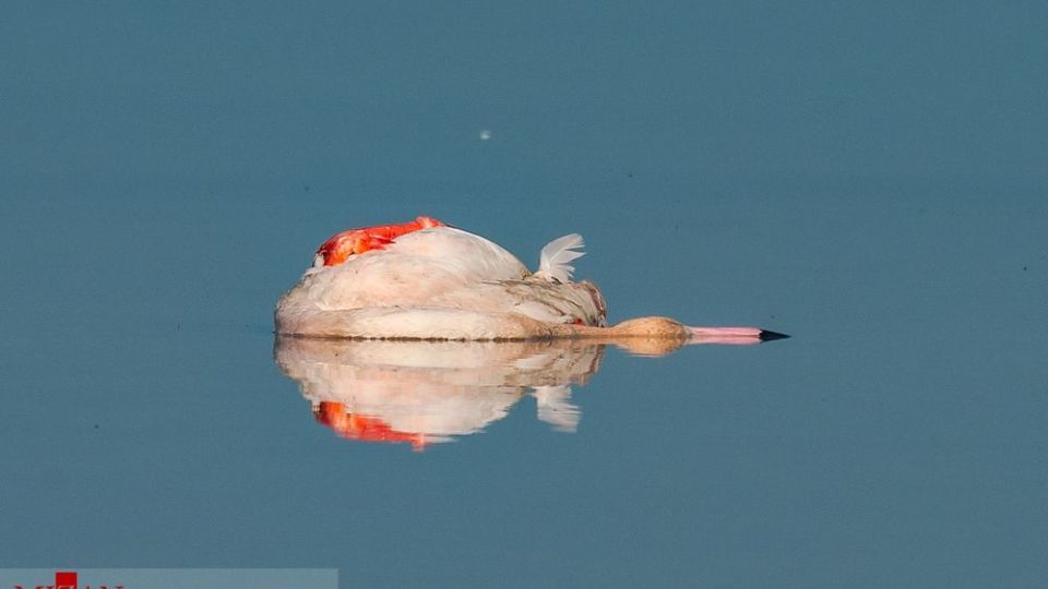 مرگ مشکوک پرندگان در تالاب میانکاله مرگ مشکوک پرندگان در تالاب میانکاله