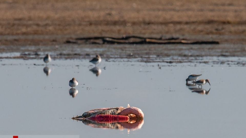 مرگ مشکوک پرندگان در تالاب میانکاله مرگ مشکوک پرندگان در تالاب میانکاله
