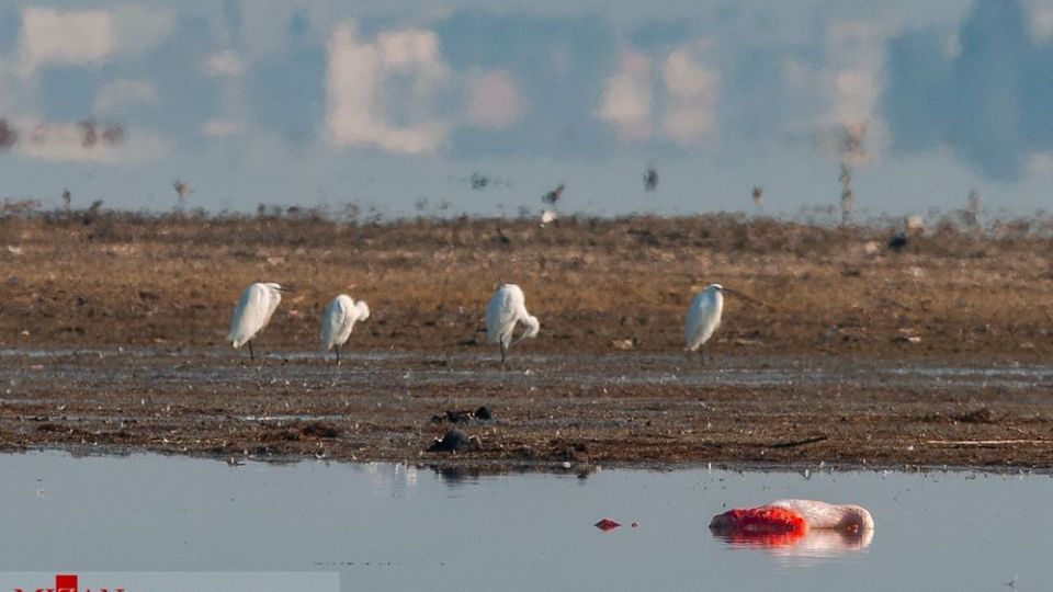 مرگ مشکوک پرندگان در تالاب میانکاله مرگ مشکوک پرندگان در تالاب میانکاله