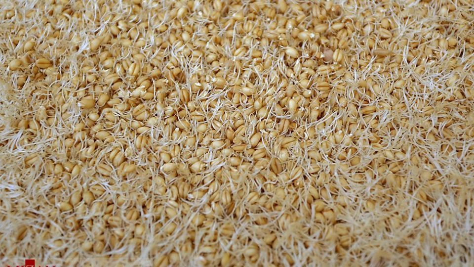 مراسم سنتی سمنوپزان