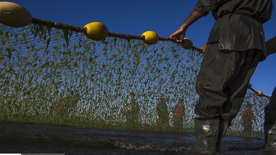 صید ماهیان استخوانی در دریای خزر