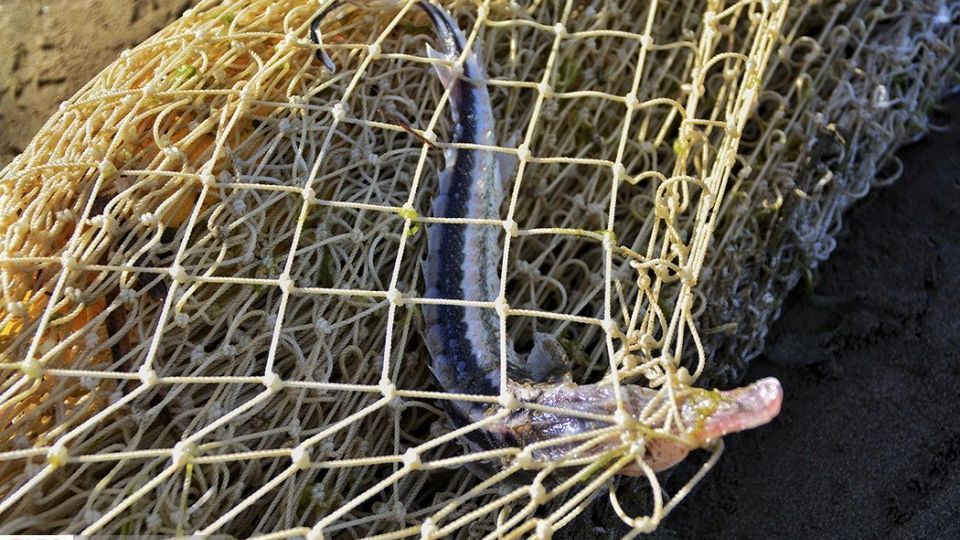 صید ماهیان استخوانی در دریای خزر