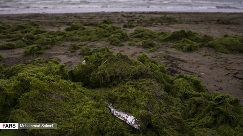 صید ماهیان استخوانی در دریای خزر
