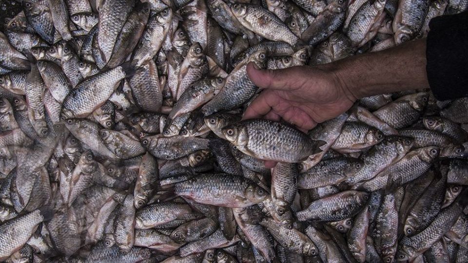 صید ماهیان استخوانی در دریای خزر