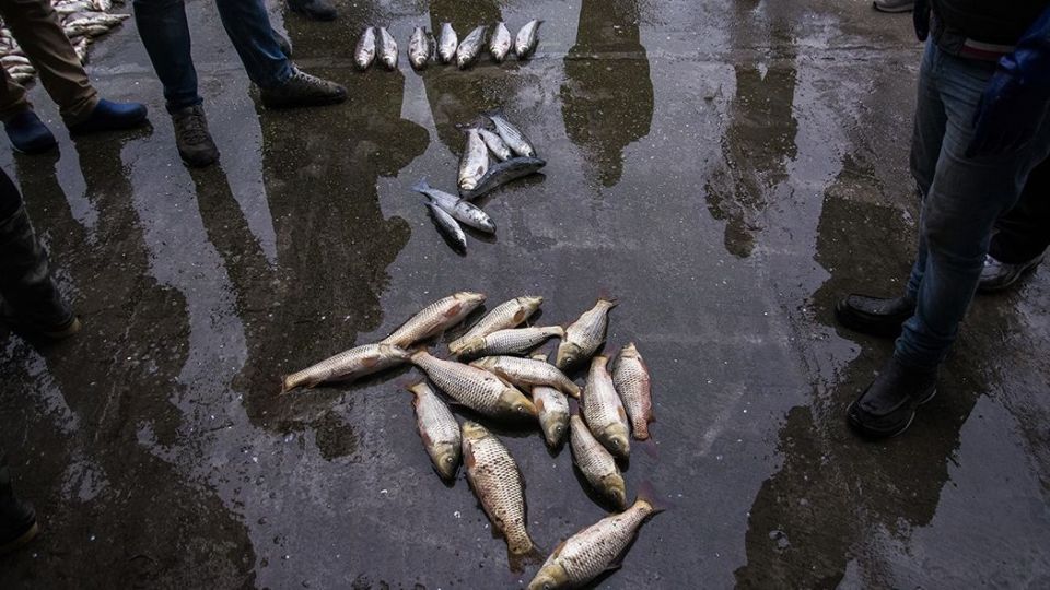 صید ماهیان استخوانی در دریای خزر