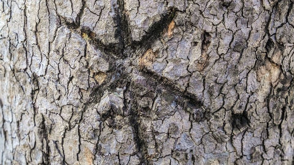 با درختان مهربان باشیم