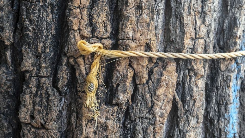 با درختان مهربان باشیم